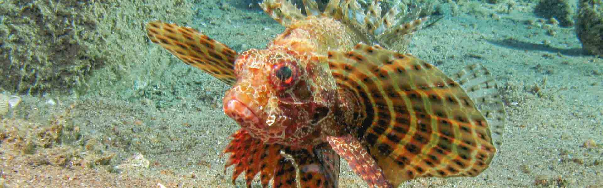 The Red Sea Dwarf Lionfish